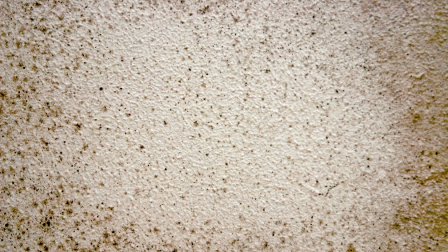 Home mold pictures Home mold pictures